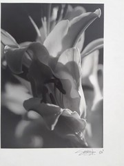 Original Signed Photos on Board Lot of 4 11 x 14 Black White Board Various