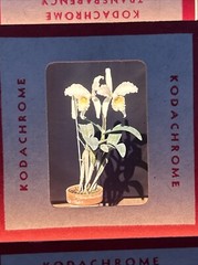 Kodachrome Red Border Lot Of 40 1950’s Still Life Flowers 35mm Color Slides