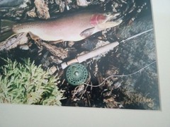 Joel McNee, Hayden ID,Fly Fishing, Cutthroat Trout, Authentic Photo Art.