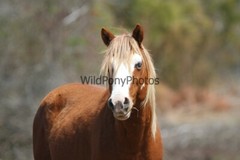 Chincoteague Pony Photo -Stallion – Ken – Pick One Image -Various Sizes