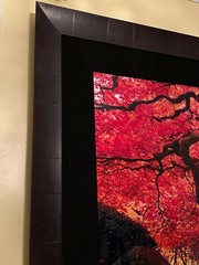 Peter Lik «Tree of Life” Signed, Limited Edition, Photo #12/950 1.5M SOLD OUT