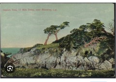 Lg J.M. Garrison Tinted Oil Color Photo Ostrich Tree Monterey 23″x 13.5” VGC