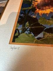 Vintage Framed Barry Kaplan Sunflower II Framed Photograph Dated 1995