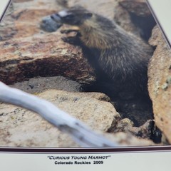 PHOTOGRAPHY Art Prints Lot 3 Vintage Nature Photos – Deer, Gorilla, Marmot HW023