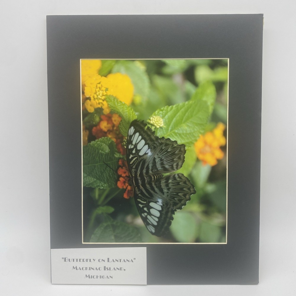 Matted Butterfly On Lantana Flower Photo Print 11 X 14 Wall Art Gallery Decor