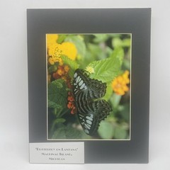 Matted Butterfly On Lantana Flower Photo Print 11 X 14 Wall Art Gallery Decor