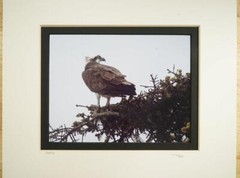 Tom Adams Nature Photography Osprey Wildlife Bird Oregon B&W Photo Art 11X14