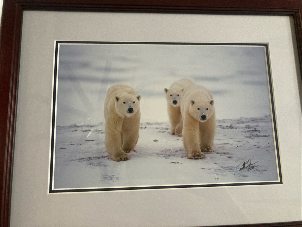 Polar Bear Nature Signed Limited Edition Framed Art Print