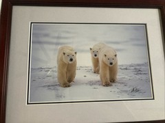 Polar Bear Nature Signed Limited Edition Framed Art Print