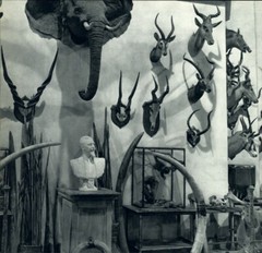 1955 ROBERT DOISNEAU Trophies From Big Game Hunting Elephant Art Photo Gravure