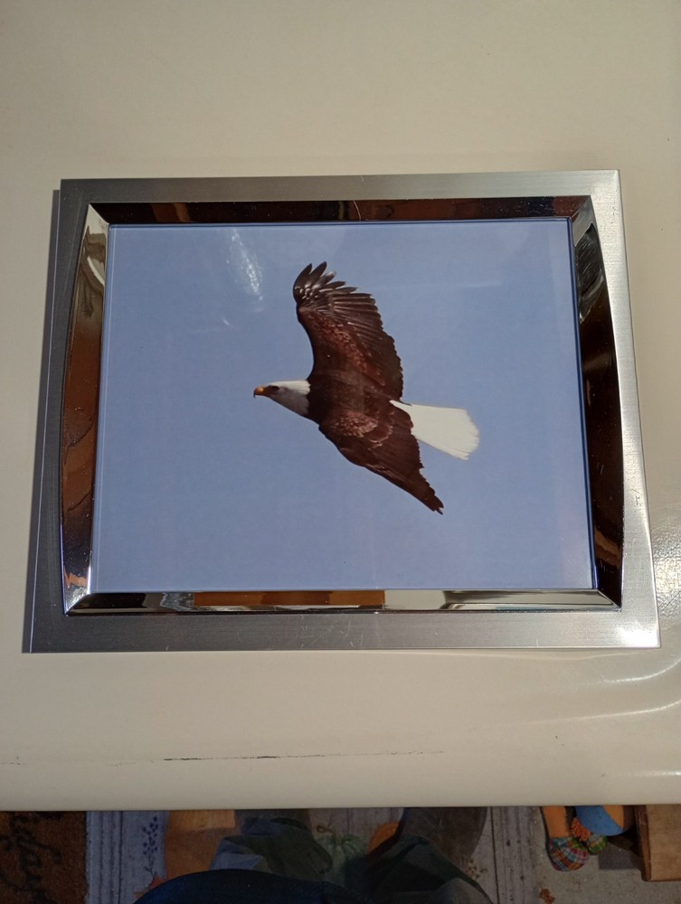 Framed American Bald Eagle Print Picture of eagle in flight 8×10