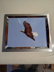 Framed American Bald Eagle Print Picture of eagle in flight 8×10