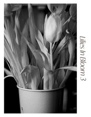 Black & White Floral Photograph Print Set – «Lilies In Bloom» 1 2 3 4 5