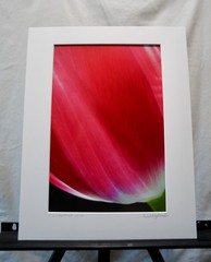 Original Photography Art Print «luminescence»