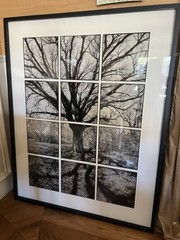 James Iska Black and White Photograph – Chicago Garden Tree – originally $5000