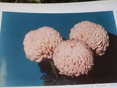 LOT OF 3 ORIGINAL COLOR PHOTOGRAPHS OF PLANTS FLOWERS 14.5 X 10.25 INCHES
