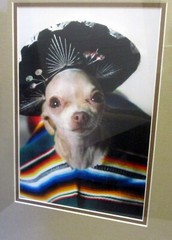 CHIHUAHUA Dog ART PHOTOGRAPH MEXICAN GARB Framed Portrait