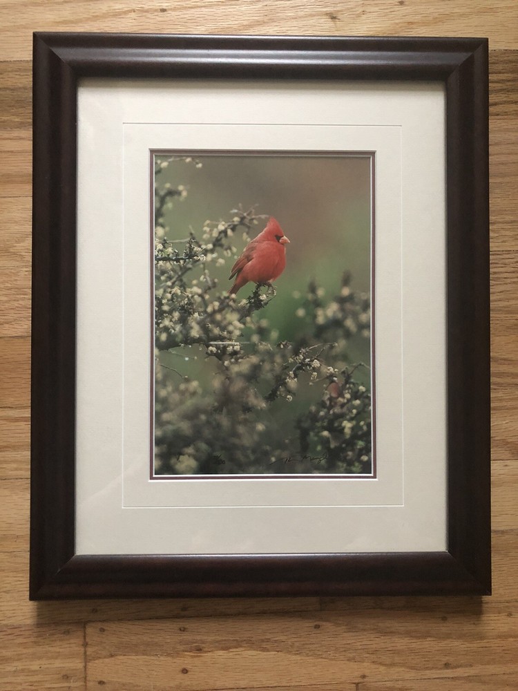 Thomas Mangelsen «Jewel of the Desert» Photo Print Signed Nature LOW NUMBER