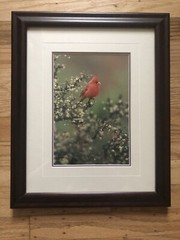 Thomas Mangelsen «Jewel of the Desert» Photo Print Signed Nature LOW NUMBER