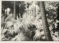 Original GEIR JORDAHL ‘Botanical Gardens Melbourne Australia’ Plants PHOTOGRAPH