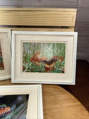 Lot of 3 Photo Monarch Butterfly 5×7 Art Photography Matted Plastic Framed 10×8”