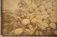 Beautiful Antique Albumen Print Photograph of Bushel of Apples, Lovely!