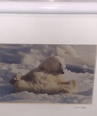 Vintage Photo Jim Stamates Polar Bear Kickin’ Back Framed Matted 10.25”x 8 3/8”