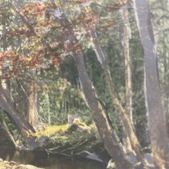 AQ Fred Thompson “Woodland Symphony” Original Hand Tinted Photograph Signed 7×9”