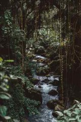 Digital Image Picture Photo Pic Wallpaper Background Rain Forest Water Spring 63