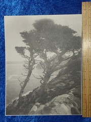 Leopold Hugo Signed Monterey Coast Cyprus Photograph