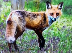 “Smart As A Fox,” Photograph, 12×15”
