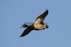 Mallard Duck Photo 1, Pick One Image – Various Sizes
