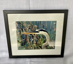 Blue Heron Framed Photograph Picture 14″ x 12″ signed by Capt Spider 2003 FL