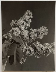 Vtg 40s Black & White Floral Still Flowering Branches Life Photograph Signed NYC