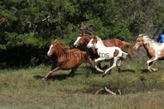 Chincoteague Pony Photo -Stallion – Ken – Pick One Image -Various Sizes