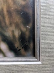 Northern Hawk Owl Photograph, Framed, Signed But Artist Not Known To Me