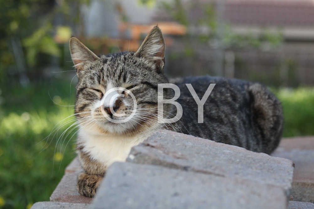 Photo Digital Product Illustration. Great Tomas Cat, Israel.