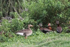 Black Bellied Whistling Duck Photo, Pick One Image – Various Sizes