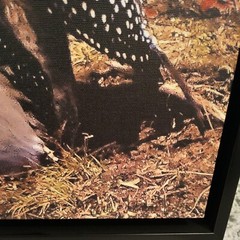 Picture Original Loon Bird Photo by Puckett Canvas Black Frame 12.5 x 15.5″ NEW