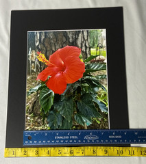 Red Hibiscus Flower 11 x 14″ Color Photo Print w/ Matting