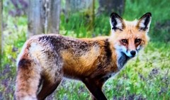 “Smart As A Fox,” Photograph, 12×15”