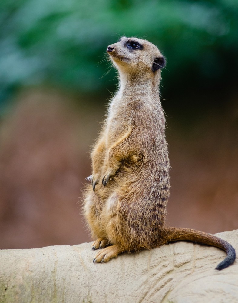 Meerkat Photograph 11×14 Print 11″x14″ #2
