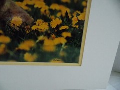 COYOTE PUP MONTANA PHOTOGRAPH BY WARREN MAGILL LIMITED EDITION 20″ X 16″