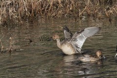 Pintails Photo 1, Pick One Image – Various Sizes