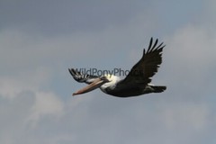 Brown Pelican Photo, Pick One Image – Various Sizes