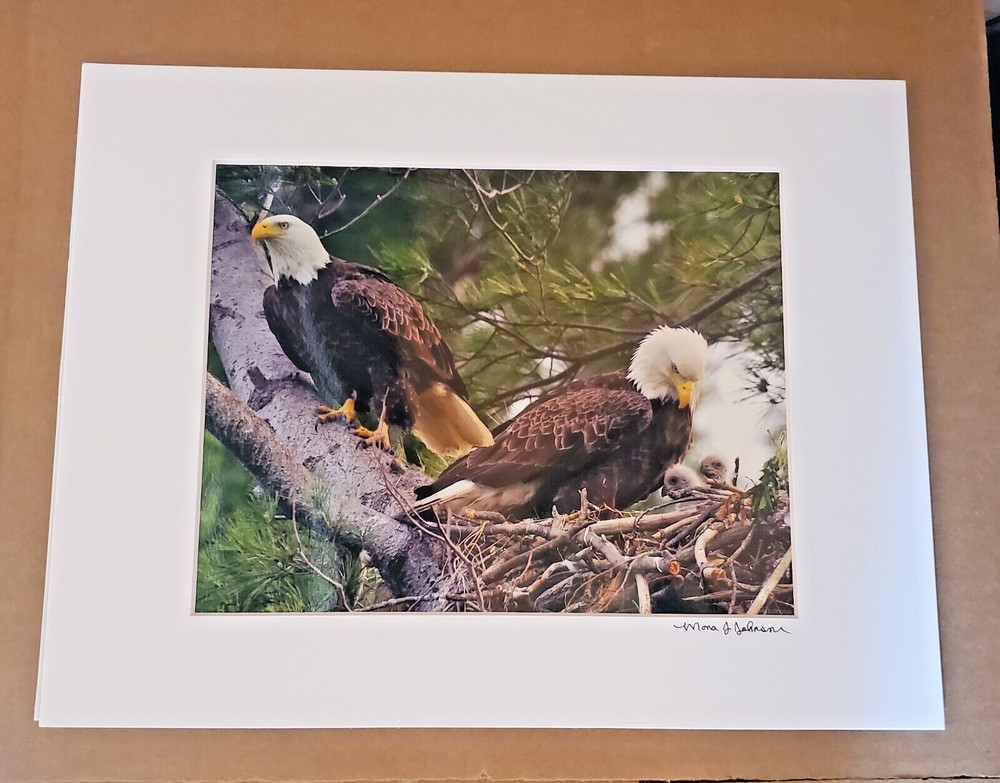 American Bald Eagles Bird Wildlife Animals Photography Mona Johnson Art Print