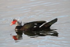 Muscovy Duck Photo – Pick One Image – Various Sizes