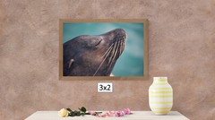 Sea Lion Headshot, High Resolution Image, Many Formats, TV Art