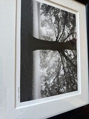 Martin Henson original black and white landscape tree photograph signed
