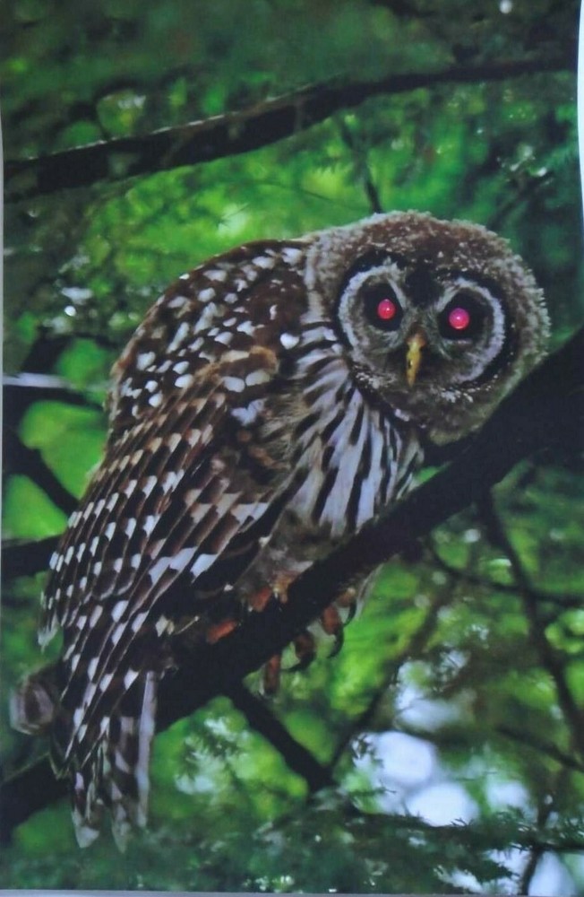 Incredible and Captivating Barred Owl 12×18 unframed photo